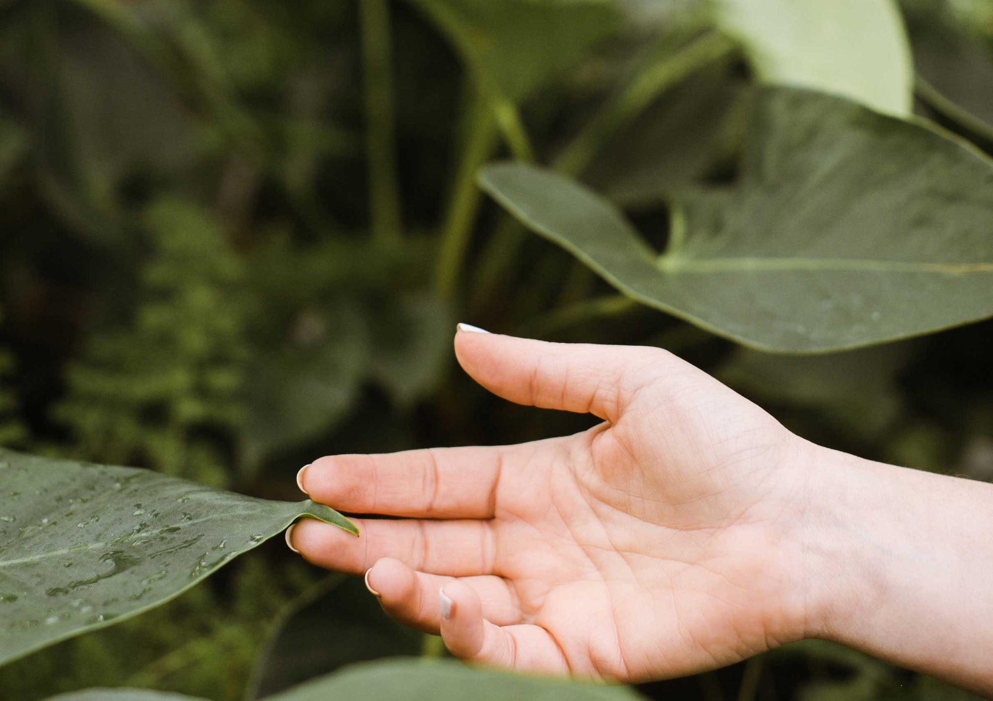 The Nervous System + Skin Connection